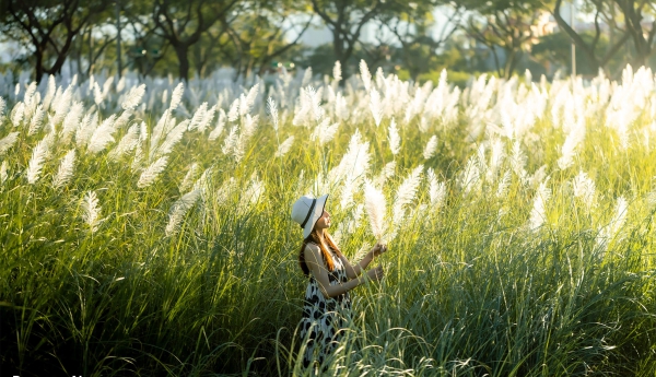 Đà Nẵng vào mùa cỏ lau đẹp hút hồn