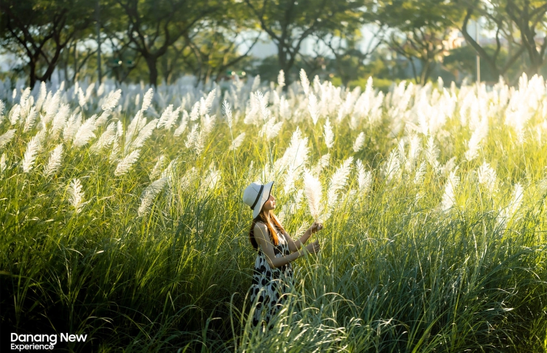 Đà Nẵng vào mùa cỏ lau đẹp hút hồn