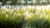 Đà Nẵng vào mùa cỏ lau đẹp hút hồn